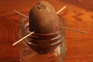 Our Crafts ~N~ Things » Experiments